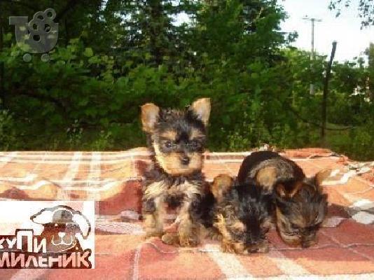 πανεμορφα HUSKY καθαροαιμα και υγειεστατα 6979314054